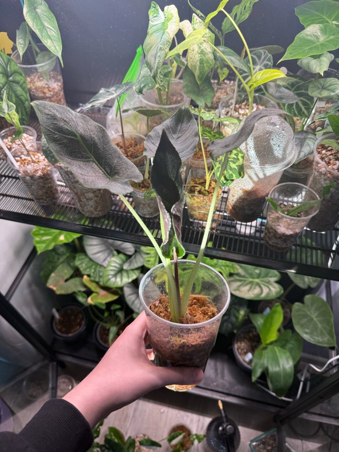Alocasia antoro velvet 2