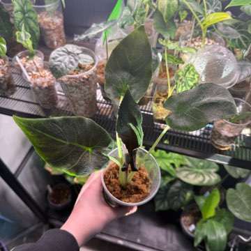 Alocasia antoro velvet