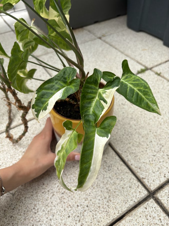 syngonium three kings 5