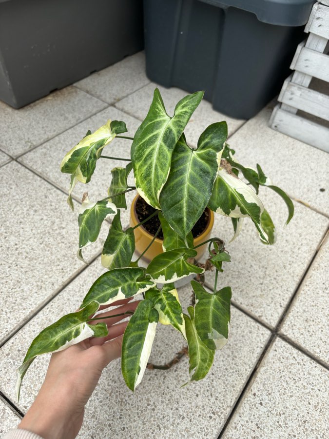 syngonium three kings 4
