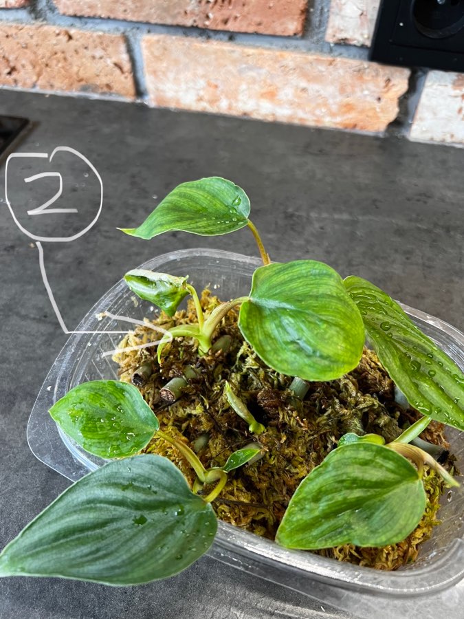 Philodendron plowmanii 3