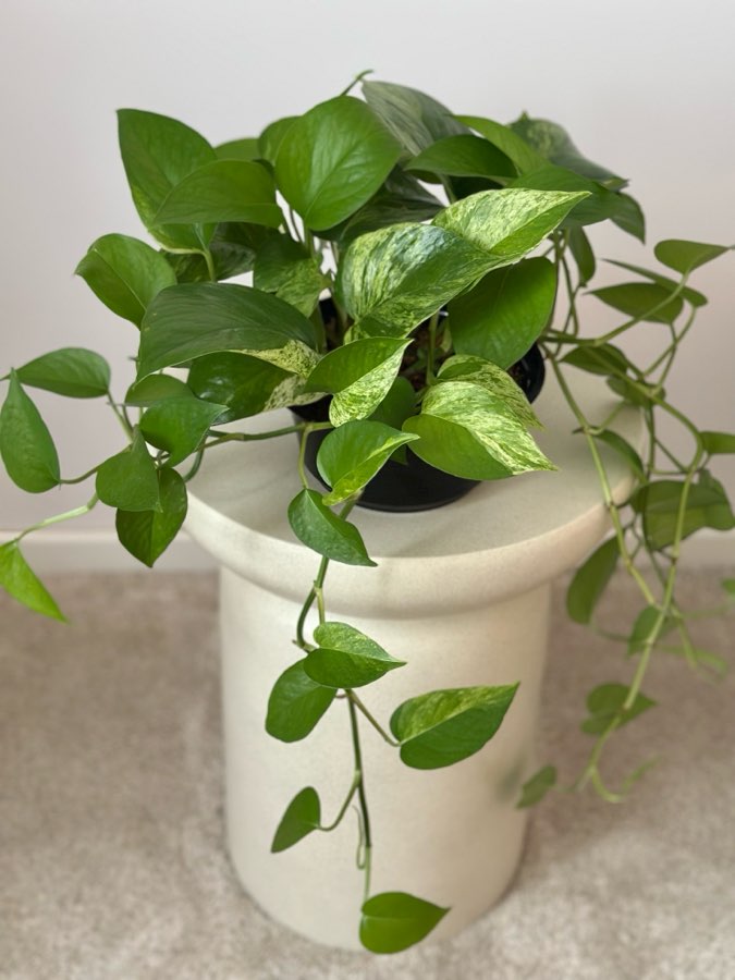 Epipremnum Marble Queen 2