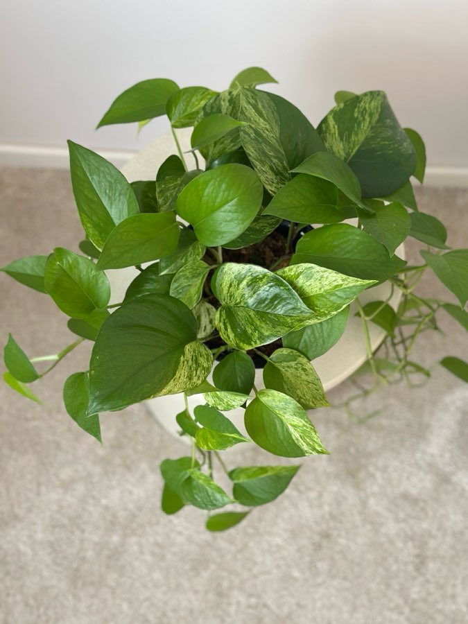 Epipremnum Marble Queen 3