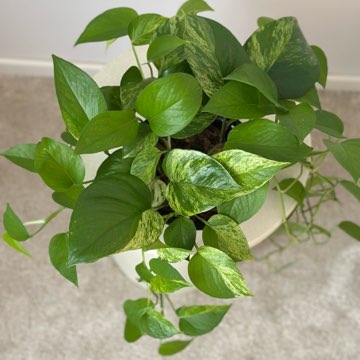 Epipremnum Marble Queen