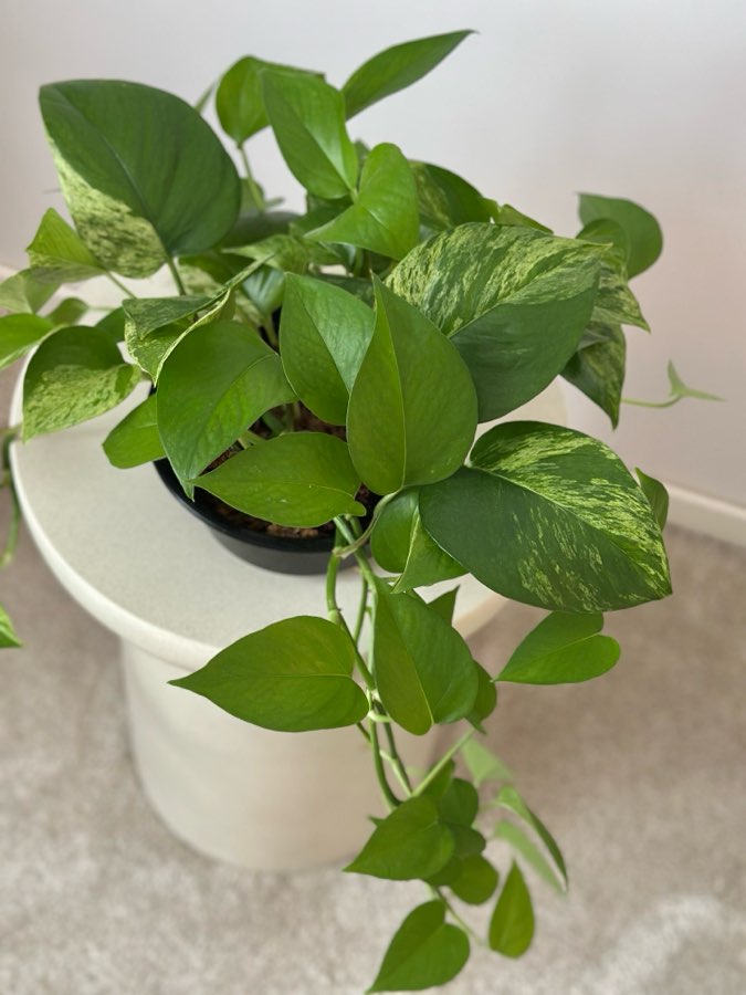 Epipremnum Marble Queen 4
