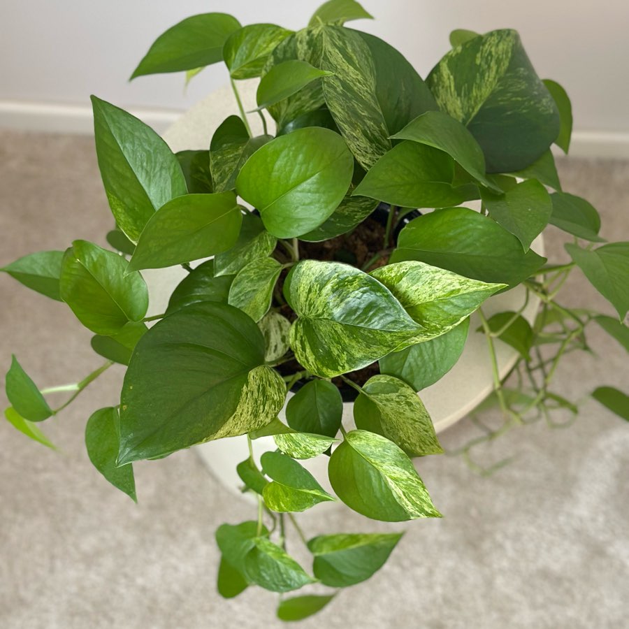 Epipremnum Marble Queen