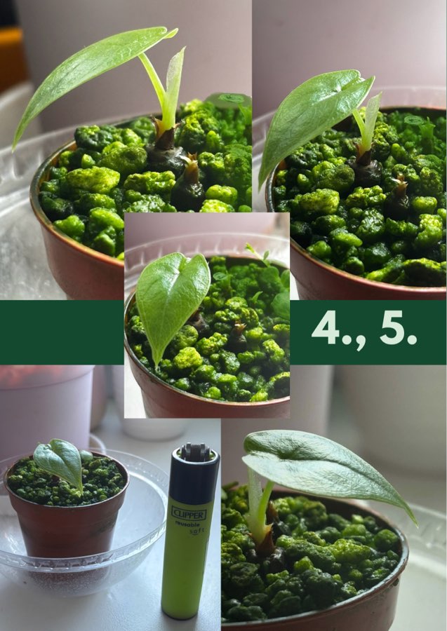 Sadzonki Alocasia Melo 5