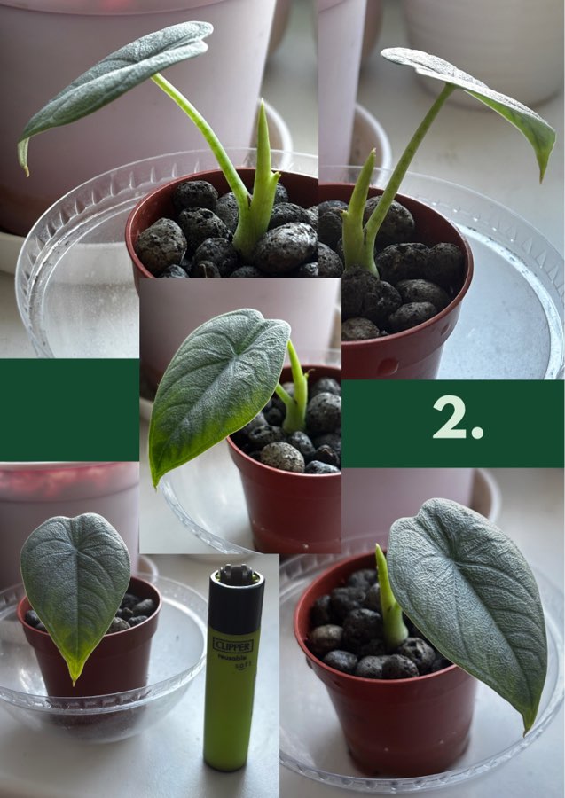 Sadzonki Alocasia Melo 3