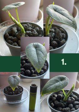 Sadzonki Alocasia Melo