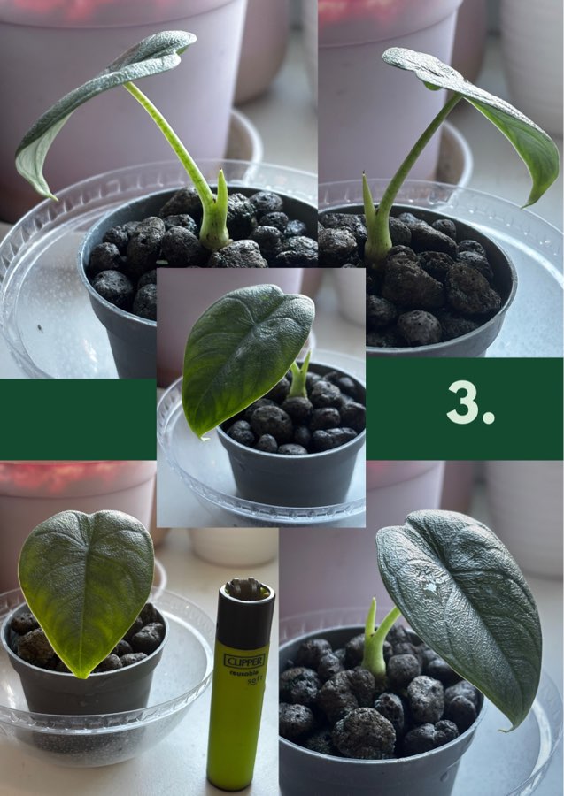 Sadzonki Alocasia Melo 4