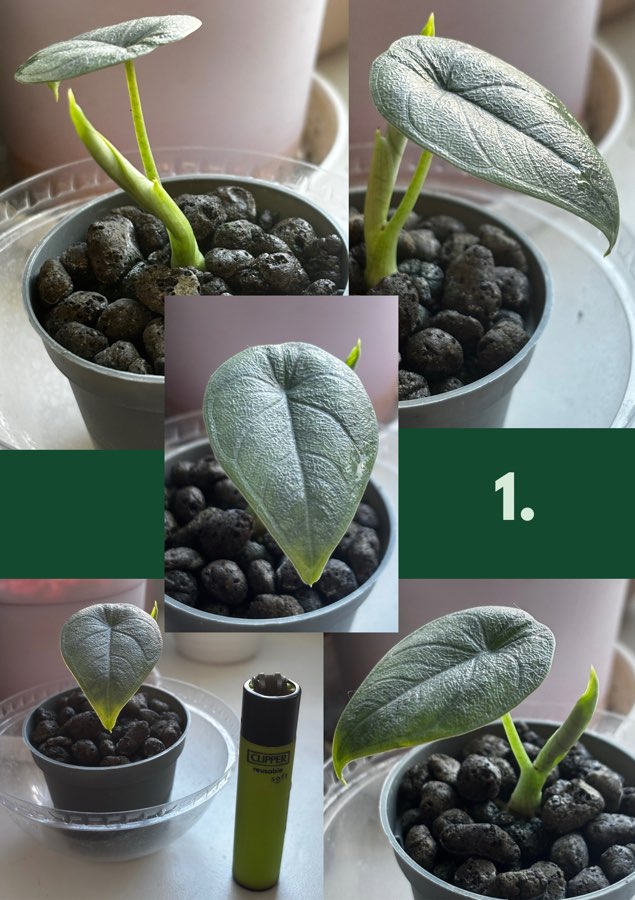 Sadzonki Alocasia Melo