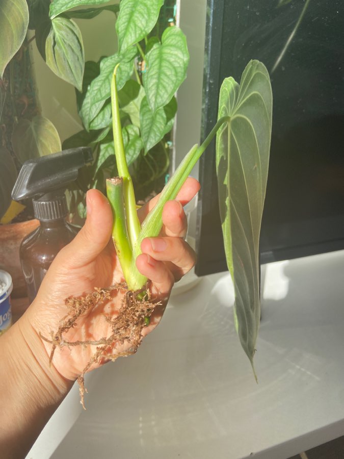 Philodendron melanochrysum 5