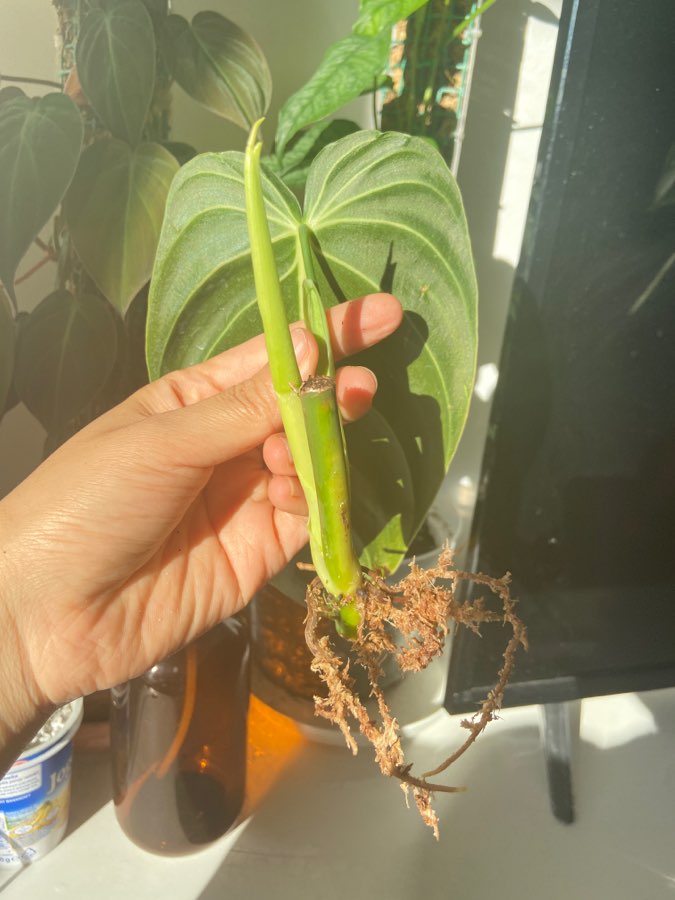 Philodendron melanochrysum 4