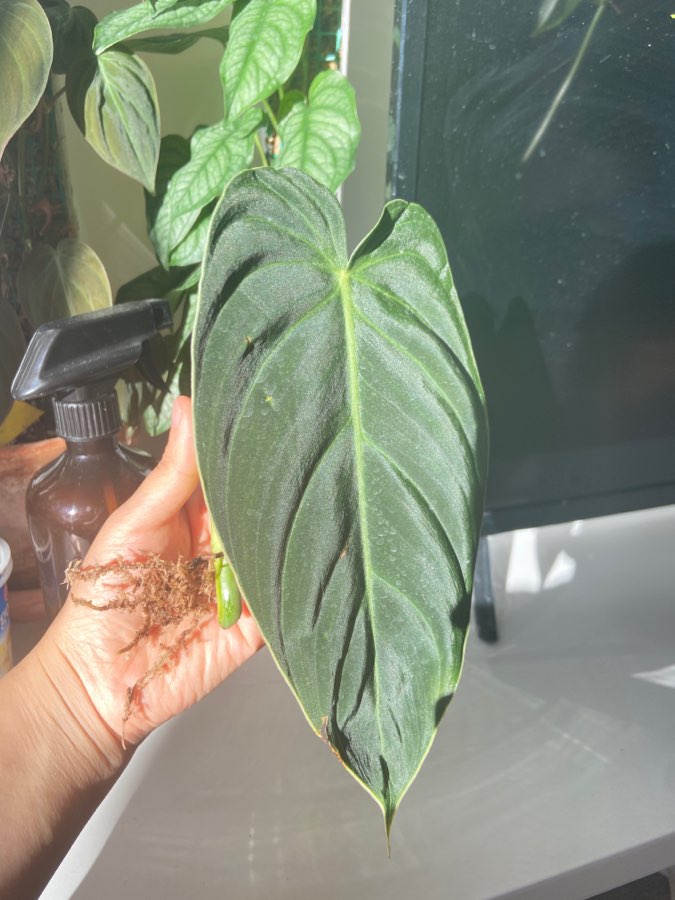 Philodendron melanochrysum 2