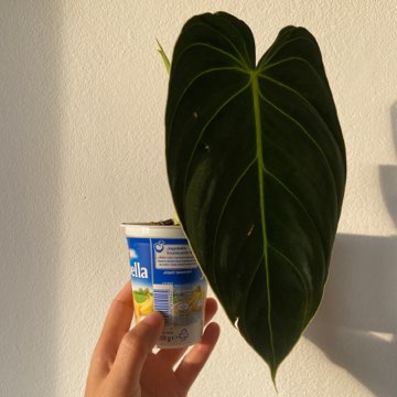 Philodendron melanochrysum