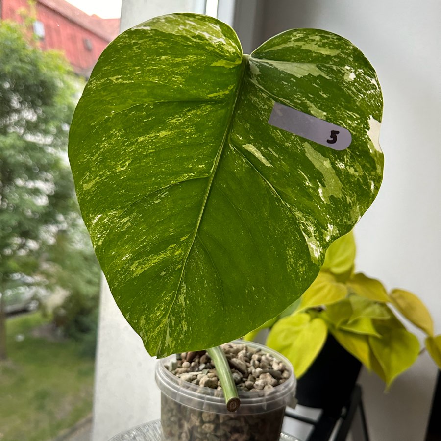 Monstera Variegata