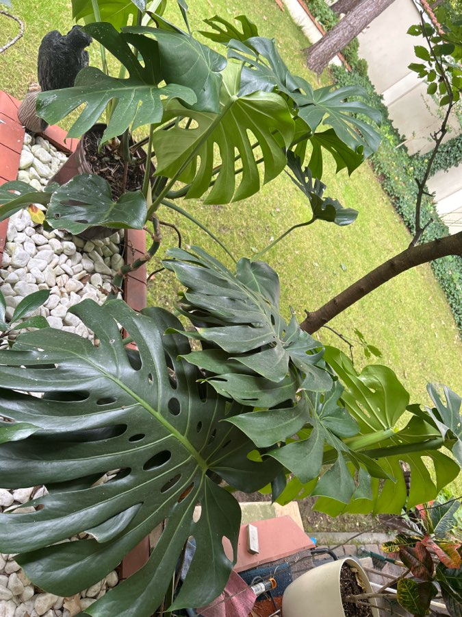 Monstera 2