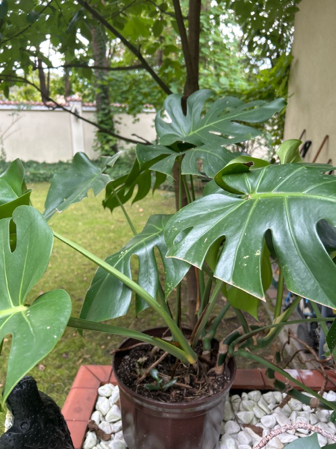 Monstera 3