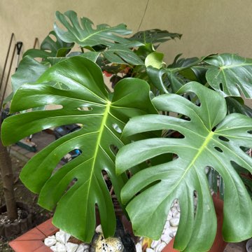Monstera