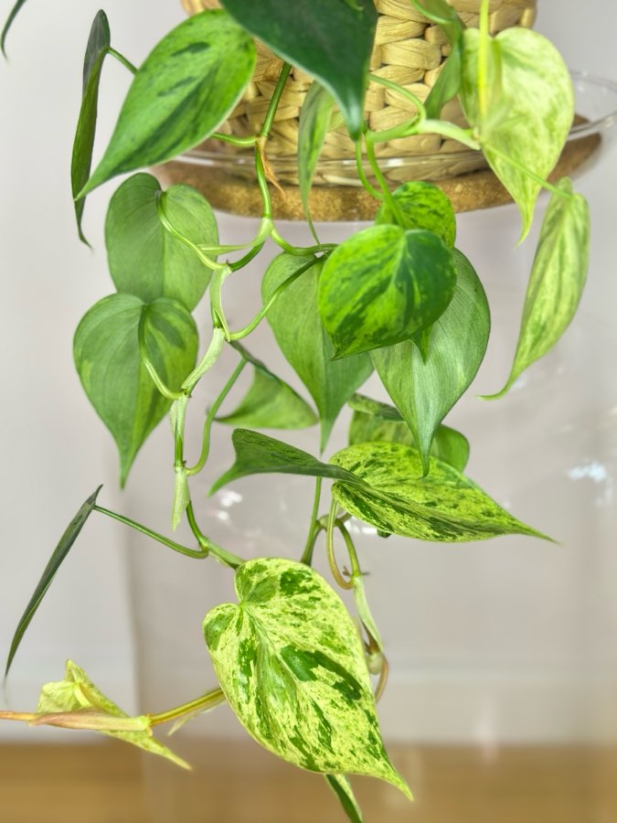 Philodendron Hederaceum Oxycardium Variegata 3