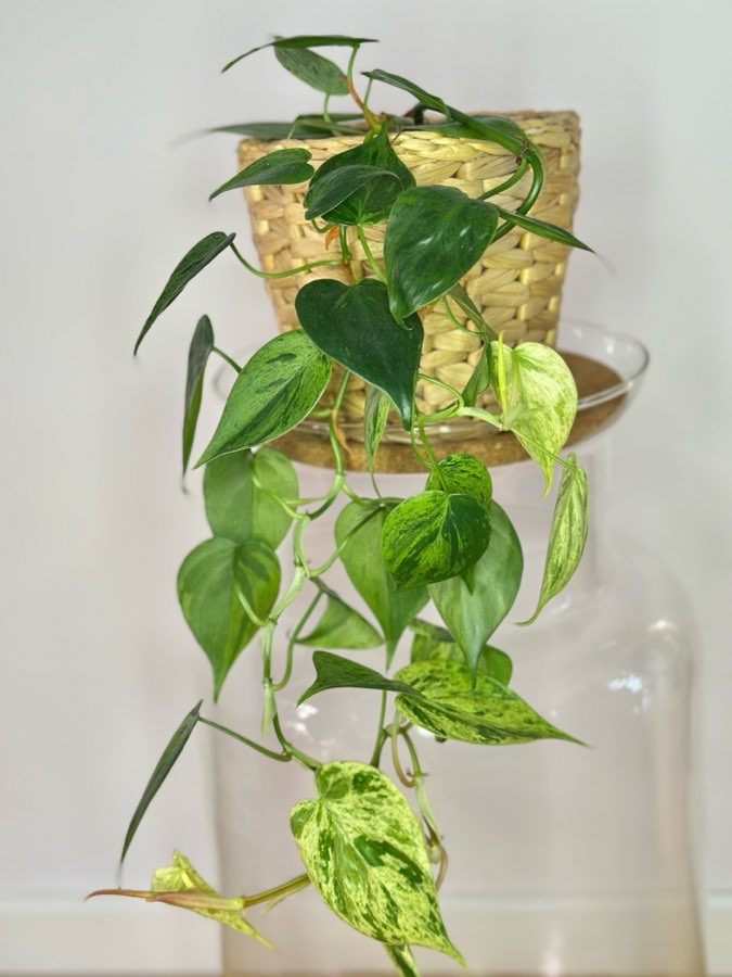 Philodendron Hederaceum Oxycardium Variegata 2
