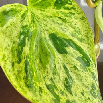 Philodendron Hederaceum Oxycardium Variegata