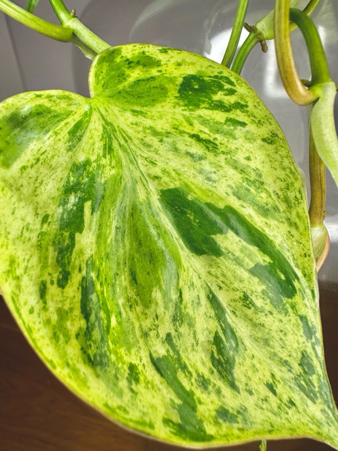 Philodendron Hederaceum Oxycardium Variegata 4