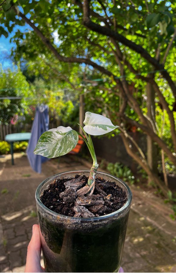 Variegata monstera 🤍