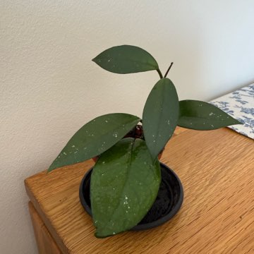 Sadzonka hoya carnosa