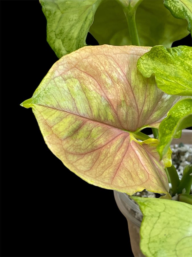 Syngonium Mango Allusion Variegata 4