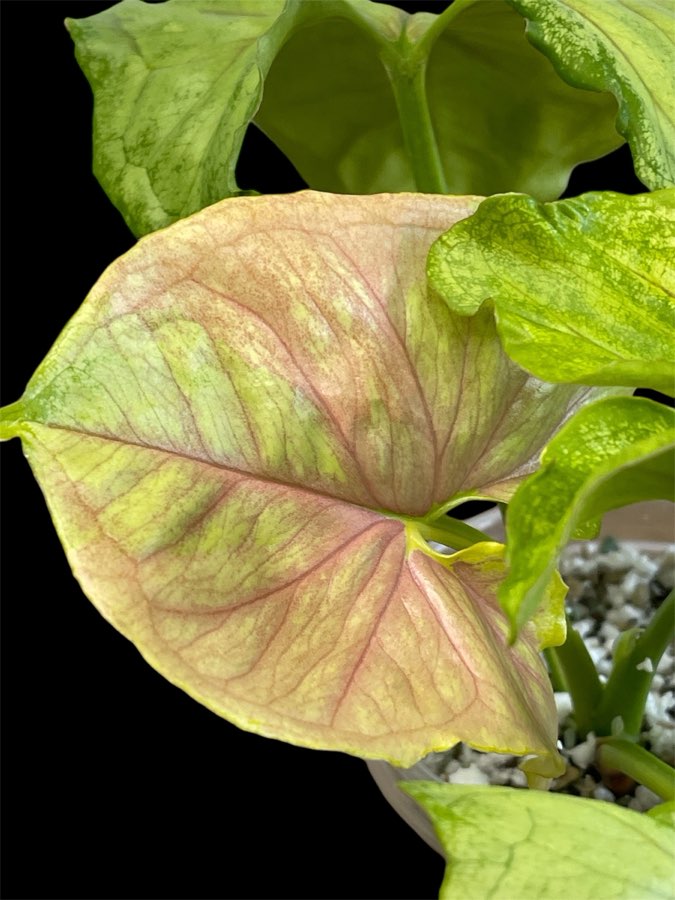 Syngonium Mango Allusion Variegata 3