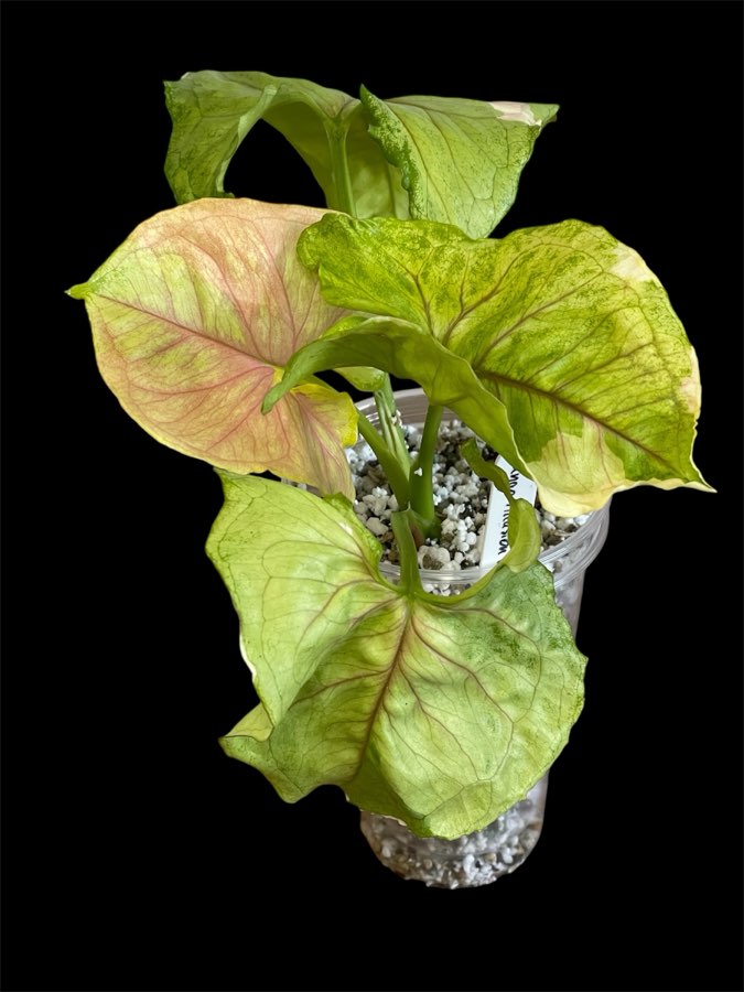 Syngonium Mango Allusion Variegata 2