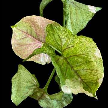 Syngonium Mango Allusion Variegata