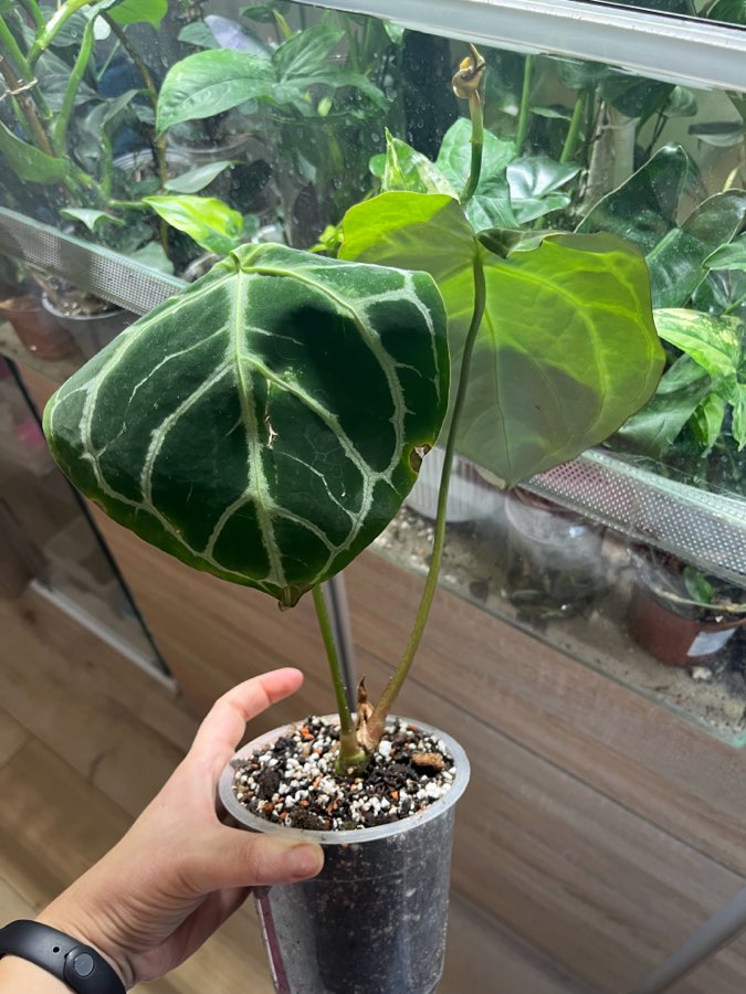 Anthurium silver blush x crystallinum 2