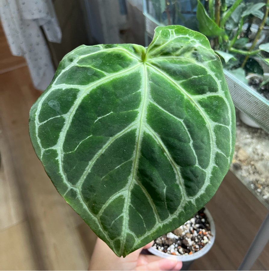 Anthurium silver blush x crystallinum