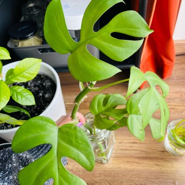 Monstera minima