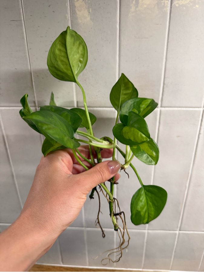 Epipremnum global green