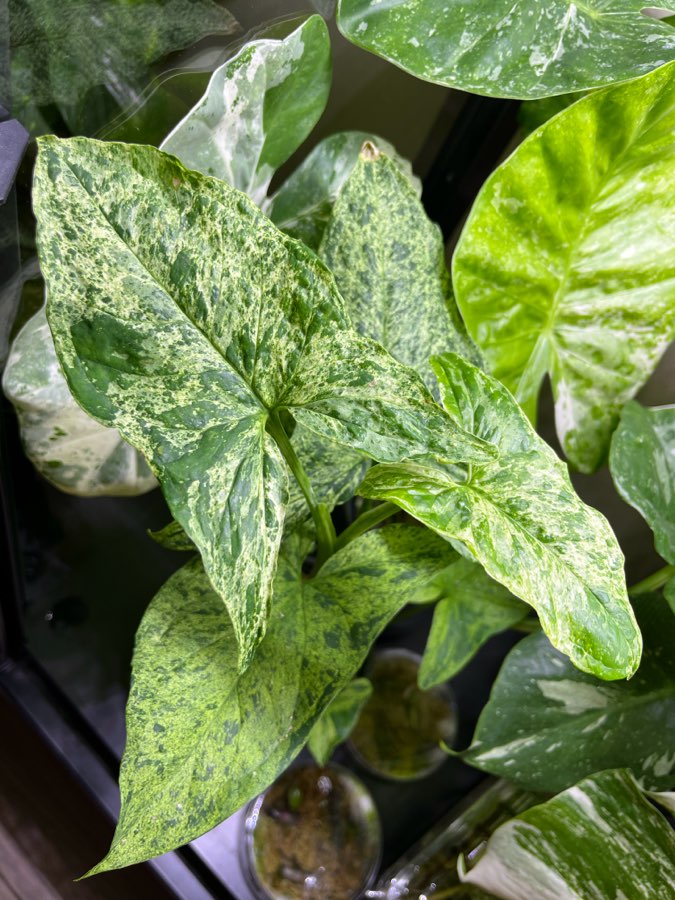 Syngonium Mottled 3