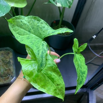 Syngonium Mottled