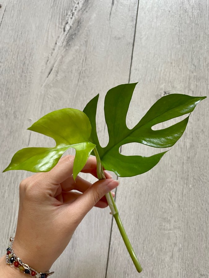 Rhaphidophora tetrasperma / Monstera minima 3