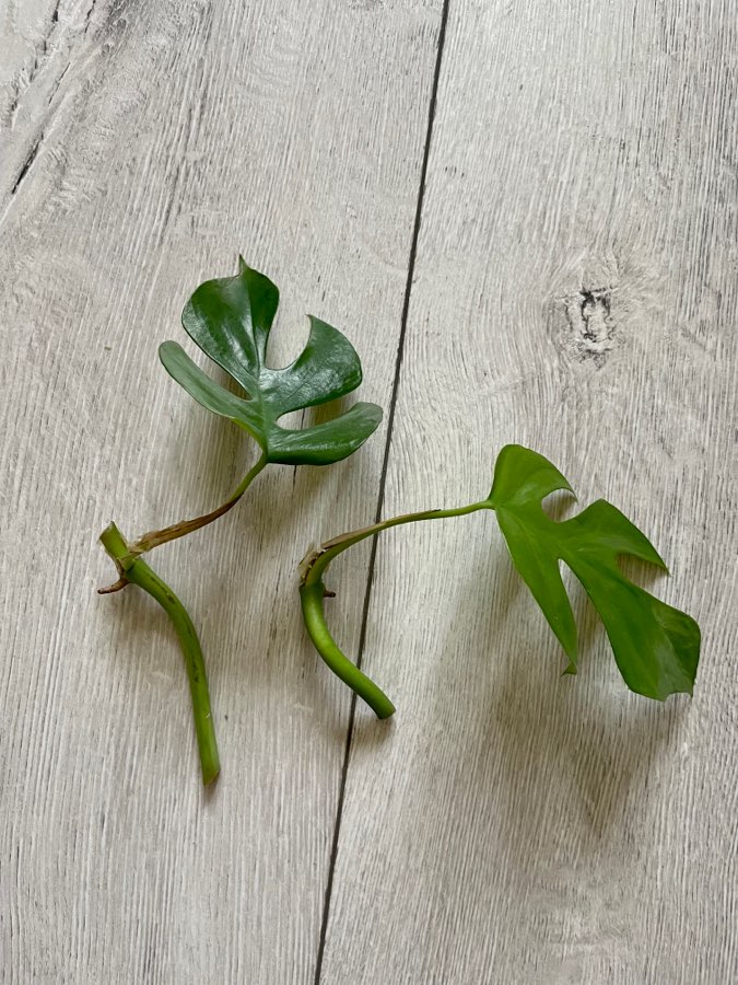 Rhaphidophora tetrasperma / Monstera minima 5