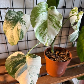 Monstera variegata