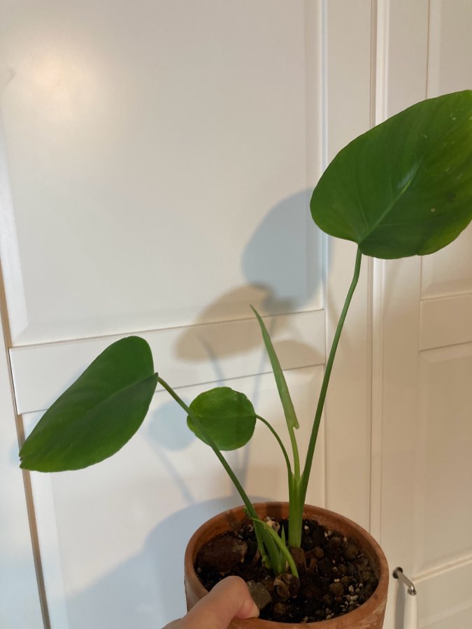 Monstera deliciosa dziurawa 5