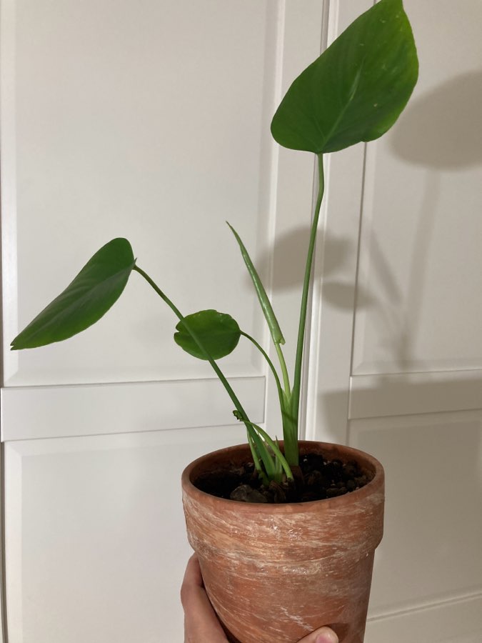 Monstera deliciosa dziurawa 4