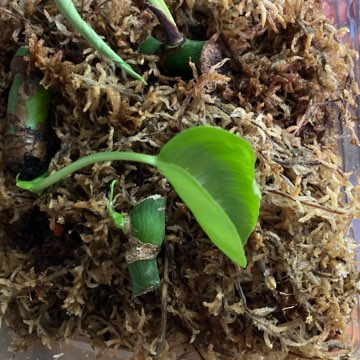 Monstera deliciosa dziurawa