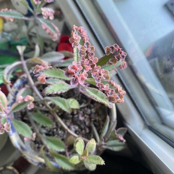 Kalanchoe pink butterflies