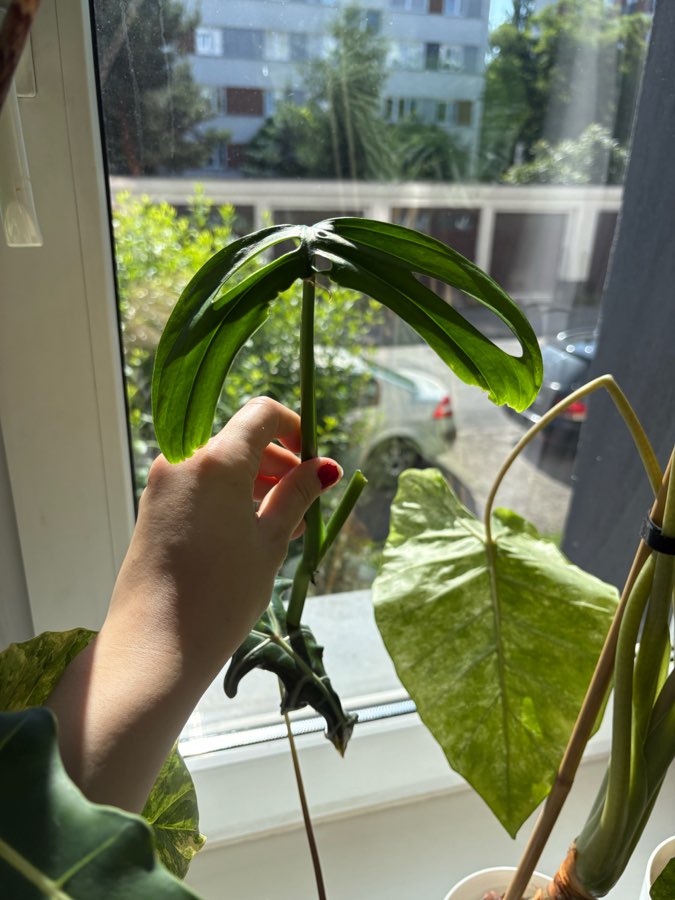 Monstera Esqueleto (Epipremioides) 5