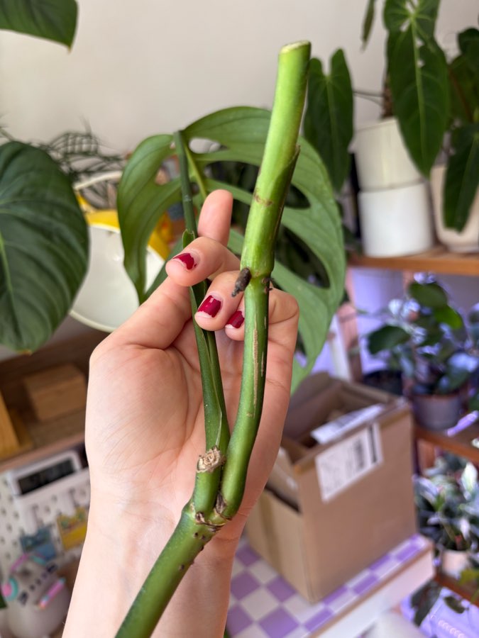 Monstera Esqueleto (Epipremioides) 2