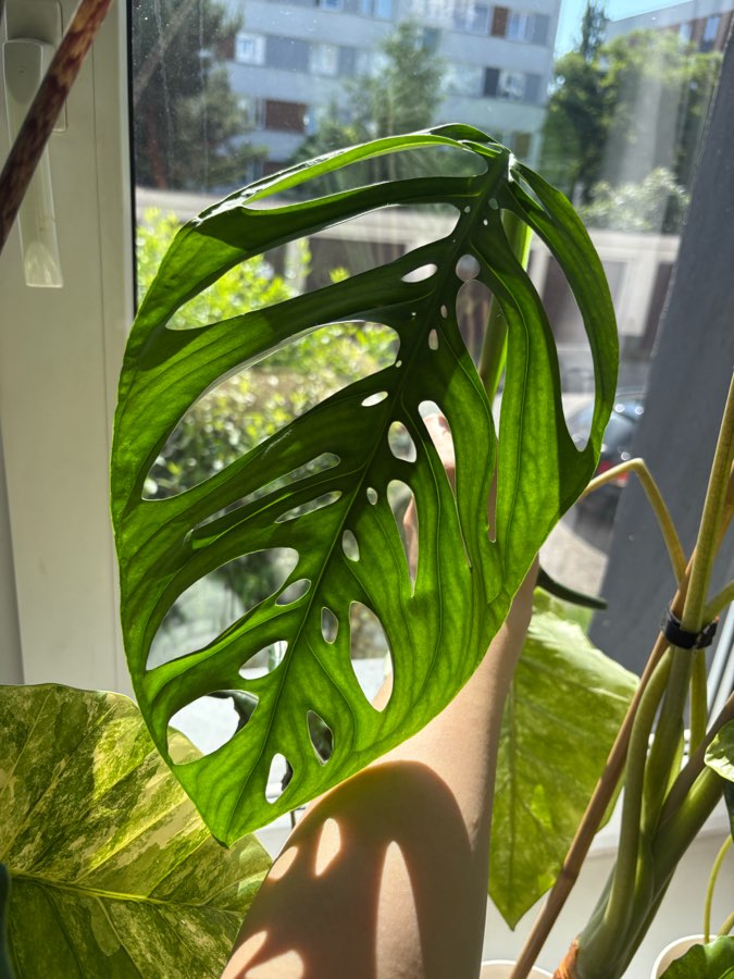 Monstera Esqueleto (Epipremioides) 3