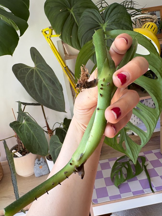 Monstera Esqueleto (Epipremioides) 4